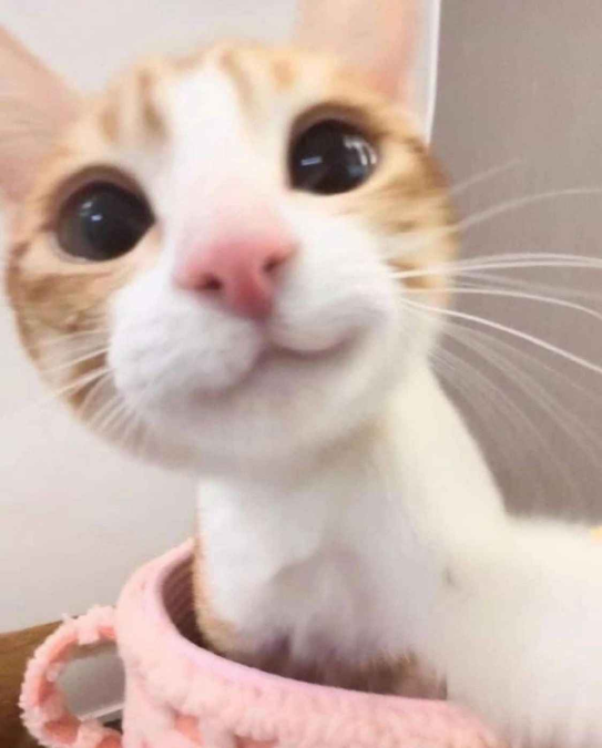 Tan and white cat in a pink bag holding the camera, with a seemingly altered :3 smiling face.